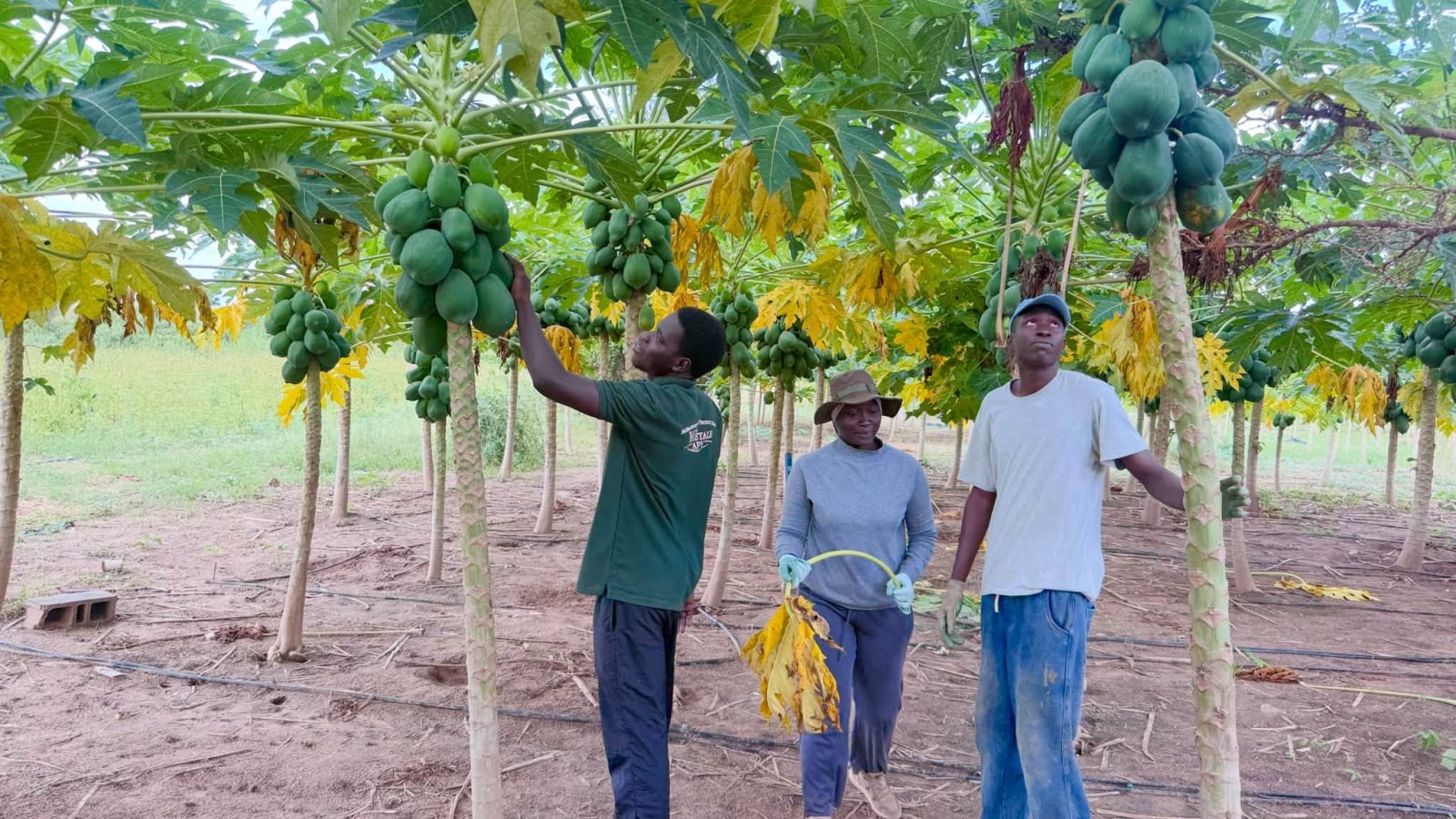 Sénégal / USSEIN : une formation pratique en agroécologie pour préparer les étudiants aux défis de l’agriculture durable