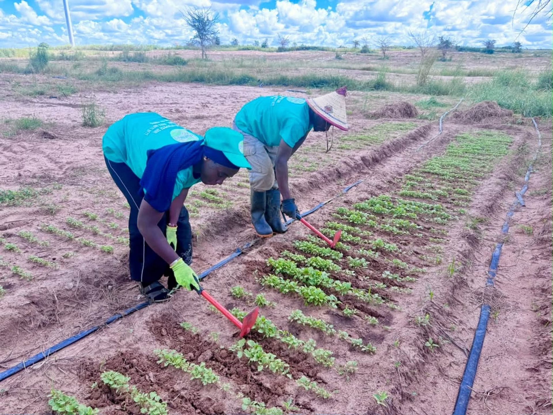 Sénégal / USSEIN : une formation pratique en agroécologie pour préparer les étudiants aux défis de l’agriculture durable