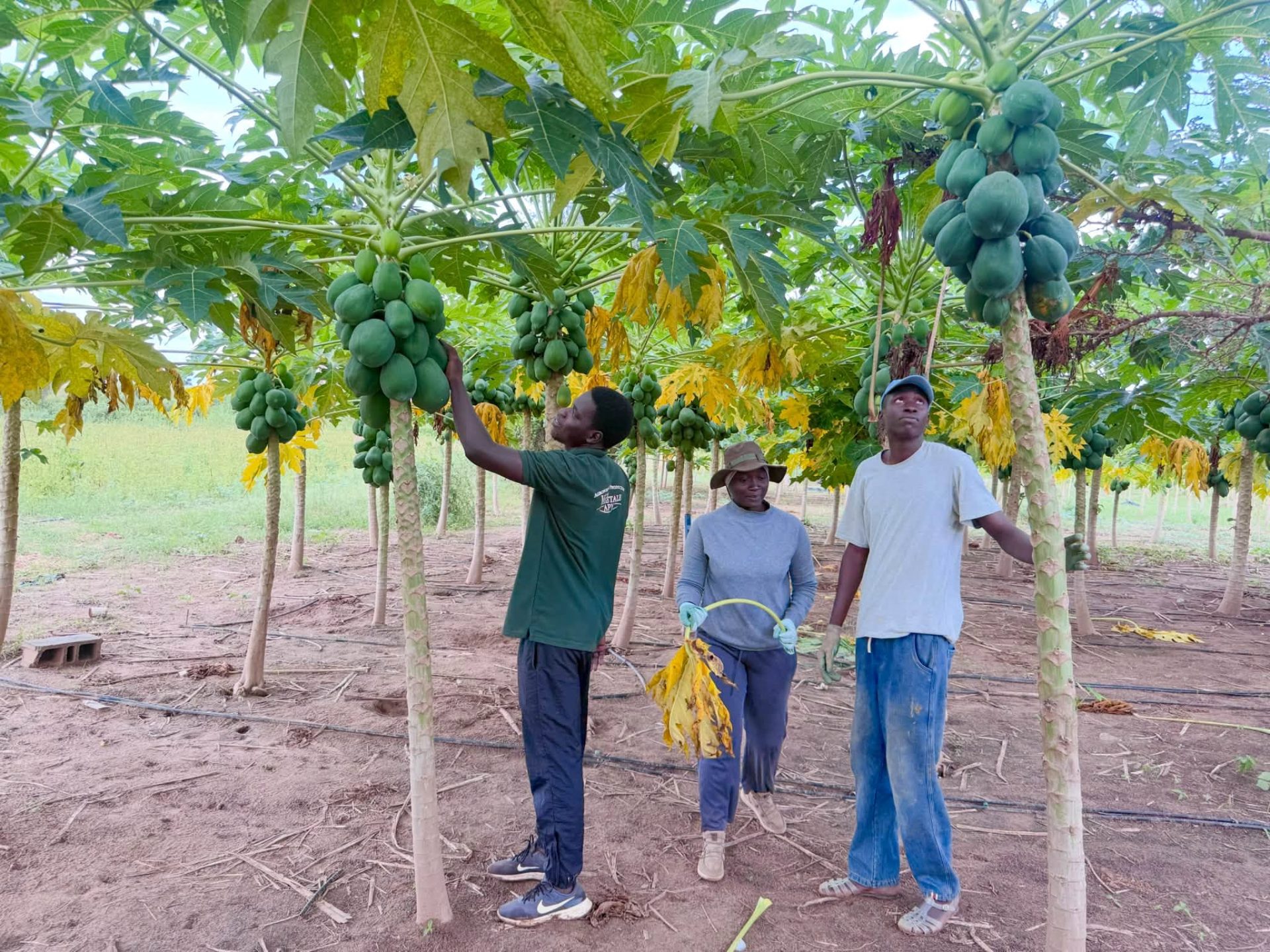 Sénégal / USSEIN : une formation pratique en agroécologie pour préparer les étudiants aux défis de l’agriculture durable